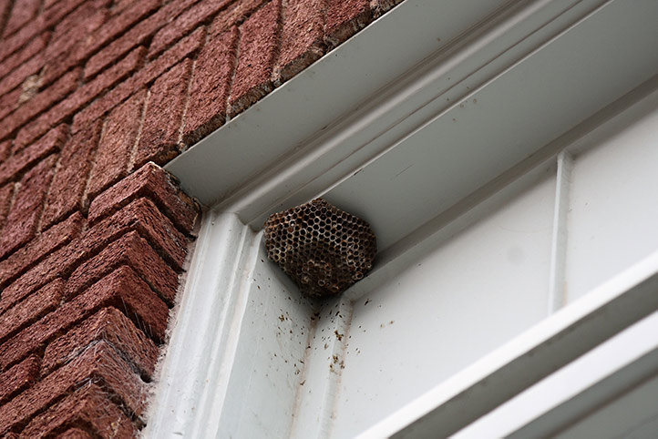 We provide a wasp nest removal service for domestic and commercial properties in Cleethorpes.